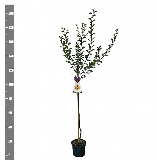 Prunus domestica Mirabelle de Nancy C7,5 Lit. 175-200 cm Na steblu 100 cm