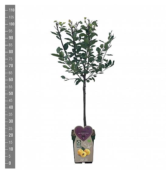 Prunus domestica Mirabelle de Nancy C5 Lit. 80-100 cm BIO