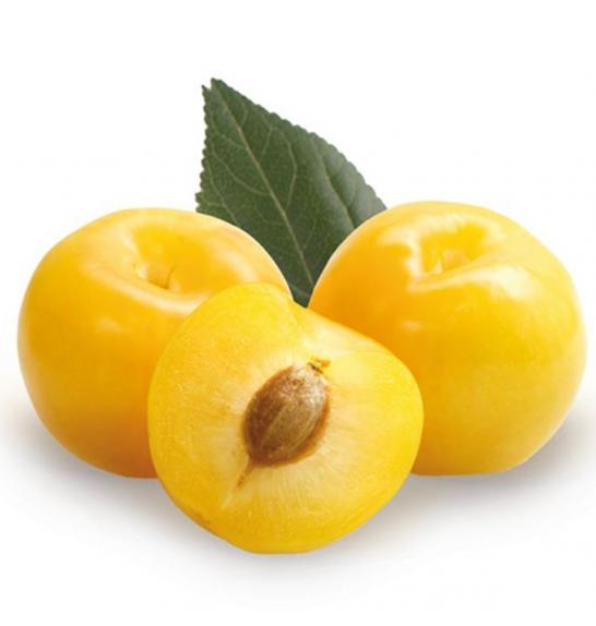 Prunus domestica Mirabelle de Nancy C5 Lit. 100-125 cm