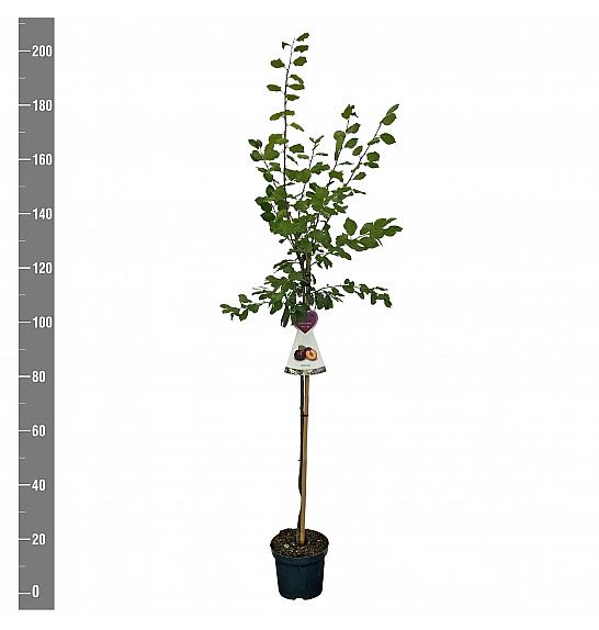 Prunus domestica Jubileum C7,5 Lit. 175-200 cm Na steblu 100 cm