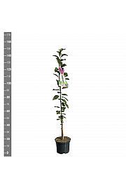 Prunus domestica Imperial C5 Lit. 80-100 cm