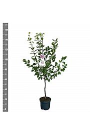 Prunus domestica Hauszwetsche C7,5 Lit. 125-150 cm