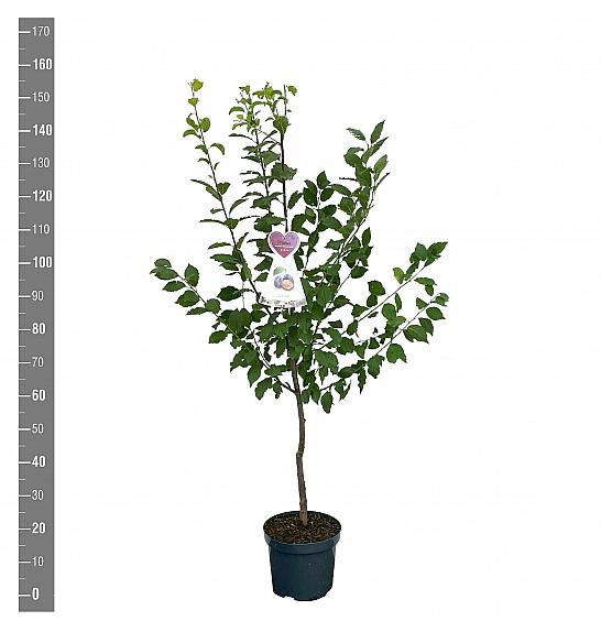 Prunus domestica Hauszwetsche C7,5 Lit. 125-150 cm
