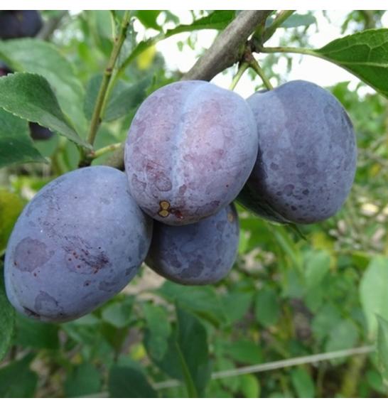 Prunus domestica Hauszwetsche C5 Lit. 80-100 cm