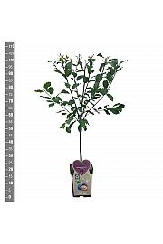 Prunus domestica Hauszwetsche C5 Lit. 80-100 cm BIO