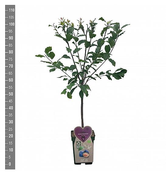 Prunus domestica Hauszwetsche C5 Lit. 80-100 cm BIO