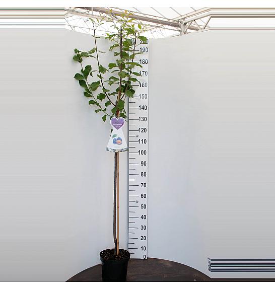 Prunus domestica Aprimira C7,5 Lit. 175-200 cm Na steblu 100 cm