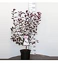 Prunus cistena C7,5 Lit. 80-100 cm