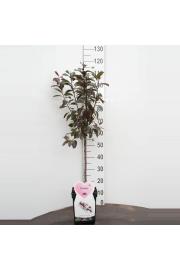 Prunus cistena C5 Lit. Na steblu 50 cm