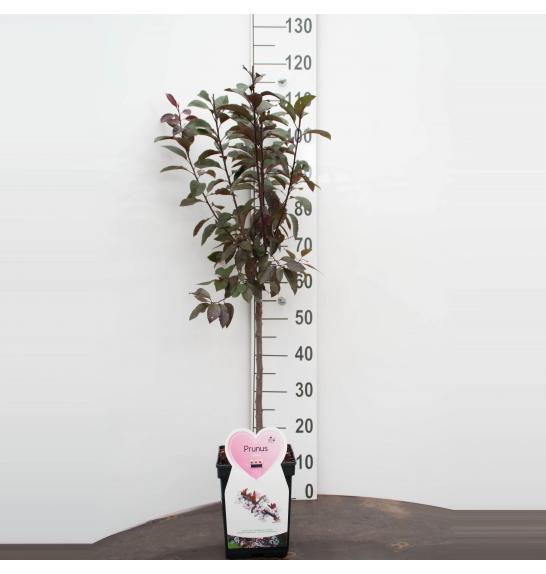 Prunus cistena C5 Lit. Na steblu 50 cm