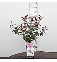 Prunus cistena C5 Lit. 60-80 cm