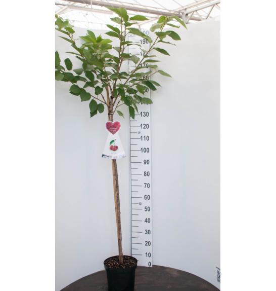 Prunus cerasus Rheinische Schattenmorelle C7,5 Lit. 175-200 cm Na steblu 100 cm