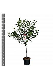 Prunus cerasus Rheinische Schattenmorelle C7,5 Lit. 125-150 cm