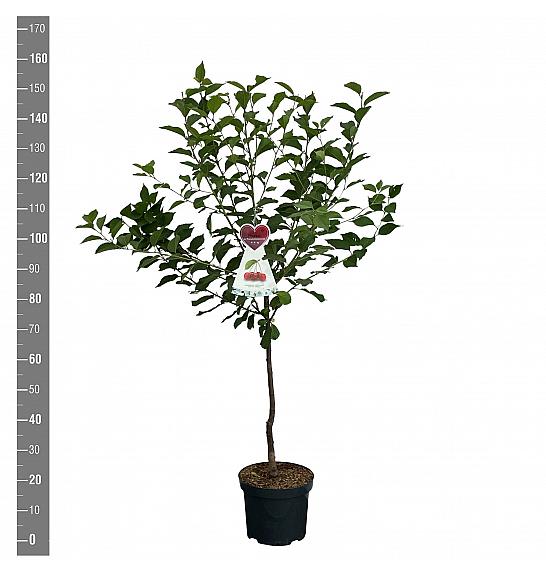 Prunus cerasus Rheinische Schattenmorelle C7,5 Lit. 125-150 cm