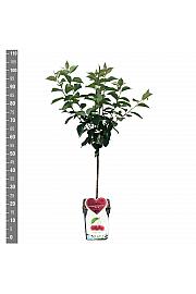 Prunus cerasus Rheinische Schattenmorelle C5 Lit. 80-100 cm Patio