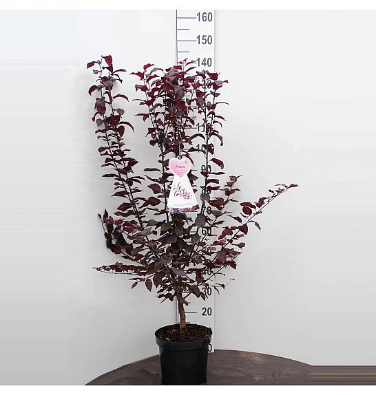 Prunus cerasifera Nigra C7,5 Lit. 80-100 cm