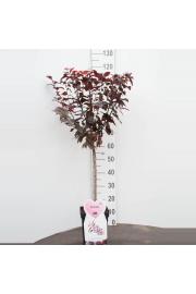 Prunus cerasifera Nigra C5 Lit. Na steblu 50 cm