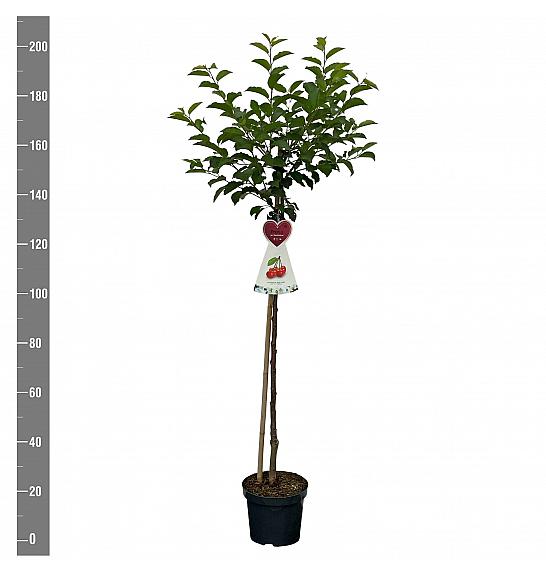 Prunus cerasifera Morellenfeuer C7,5 Lit. 175-200 cm Na steblu 100 cm