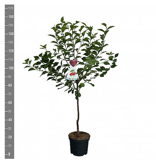 Prunus cerasifera Morellenfeuer C7,5 Lit. 125-150 cm