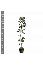 Prunus avium Sylvia C5 Lit. 80-100 cm Stebričasta