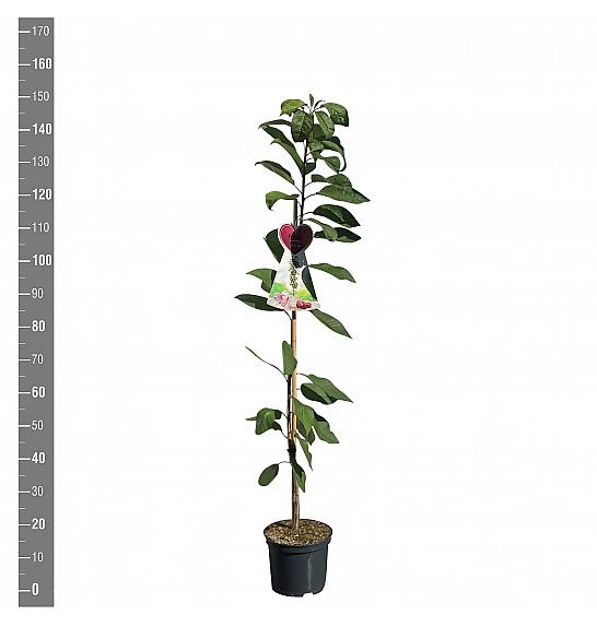 Prunus avium Sylvia C5 Lit. 80-100 cm Stebričasta