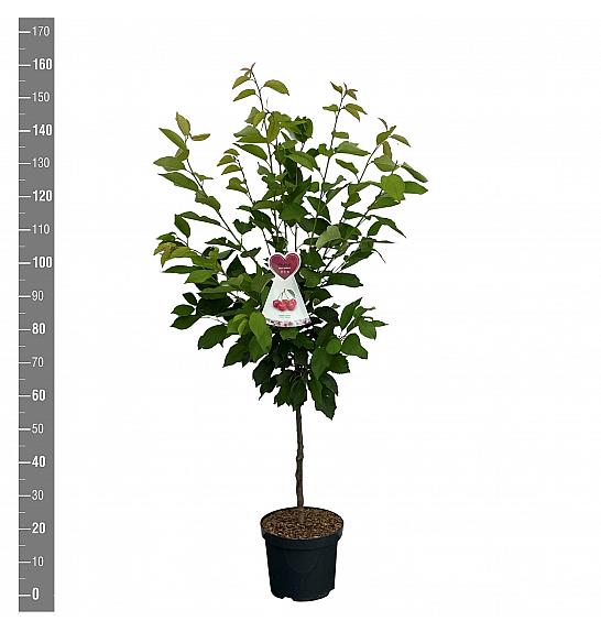 Prunus avium Sunburst C7,5 Lit. 125-150 cm