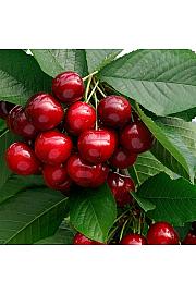 Prunus avium Sunburst C7,5 Lit. 125-150 cm