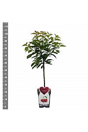 Prunus avium Sunburst C5 Lit. 80-100 cm Patio