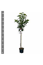 Prunus avium Schneiders späte Knorpelkirsche C7,5 Lit. 175-200 cm Na steblu 100 cm
