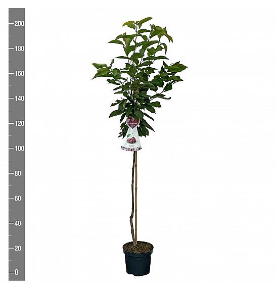 Prunus avium Schneiders späte Knorpelkirsche C7,5 Lit. 175-200 cm Na steblu 100 cm