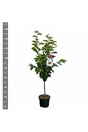 Prunus avium Schneiders späte Knorpelkirsche C7,5 Lit. 125-150 cm