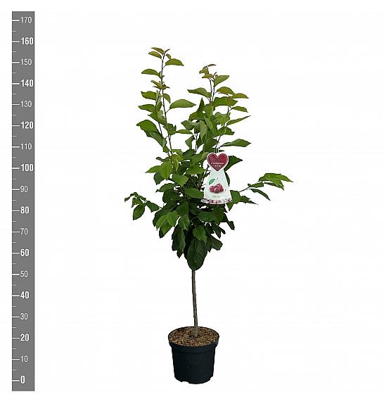 Prunus avium Schneiders späte Knorpelkirsche C7,5 Lit. 125-150 cm