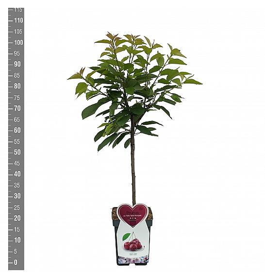 Prunus avium Schneiders späte Knorpelkirsche C5 Lit. 80-100 cm Patio