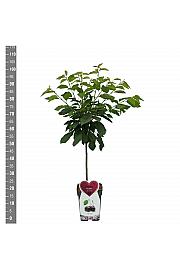 Prunus avium Regina C5 Lit. 80-100 cm Patio