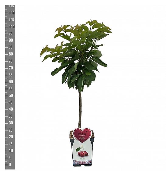 Prunus avium Kordia C5 Lit. 80-100 cm Patio