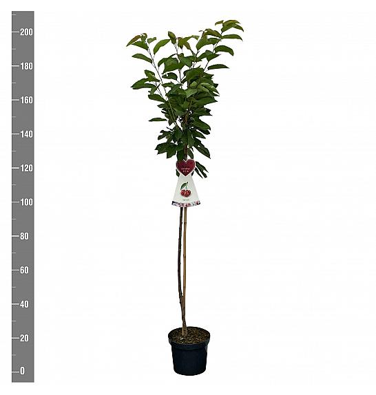 Prunus avium Hedelfinger Riesenkirsche C7,5 Lit. 175-200 cm Na steblu 100 cm