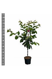 Prunus avium Hedelfinger Riesenkirsche C7,5 Lit. 125-150 cm