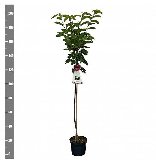 Prunus avium Grosse Schwarze Knorpelkirsche C7,5 Lit. 175-200 cm Na steblu 100 cm