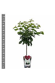 Prunus avium Grosse Schwarze Knorpelkirsche C5 Lit. 80-100 cm Patio