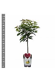 Prunus avium Dönissens Gelbe C5 Lit. 80-100 cm Patio