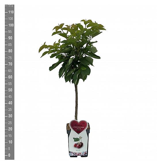 Prunus avium Büttner Rote Knorpelkirsche C5 Lit. 80-100 cm Patio