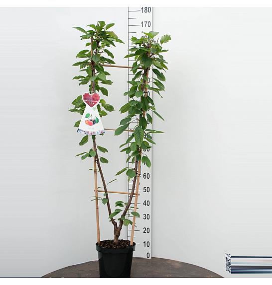 Prunus avium Bigarreau Napoleon x Grosse Schwarze Knorpelkirsche C7,5 Lit. 140-160 cm Duo
