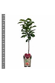 Prunus avium Bigarreau Napoléon C5 Lit. 80-100 cm BIO