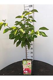 Prunus avium Bigarreau Napoléon C5 Lit. 80-100 cm BIO