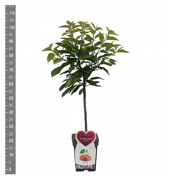 Prunus avium Bigareau Napoleon C5 Lit. 80-100 cm Patio
