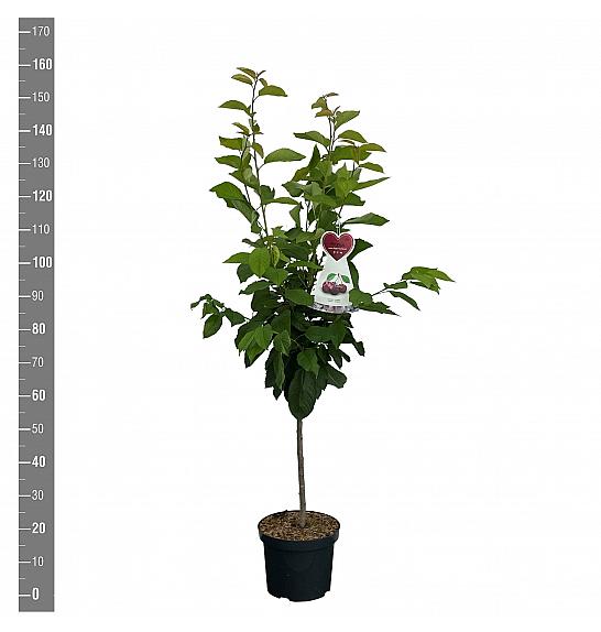 Prunus avium Bigareau Burlat C7,5 Lit. 125-150 cm
