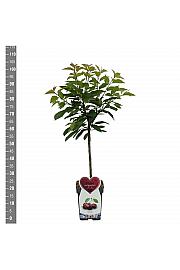 Prunus avium Bigareau Burlat C5 Lit. 80-100 cm Patio