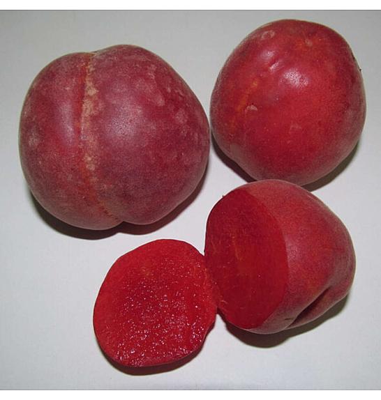 Prunus armeniaca Violet C5 Lit. 125-150 cm