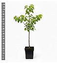 Prunus armeniaca Tiger C5 Lit. 60-80 cm Na steblu 40 cm