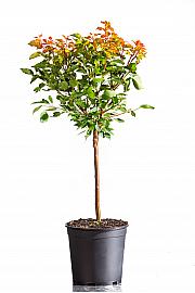 Prunus armeniaca Orange Beauty C10 Lit. 100-125 cm Na steblu